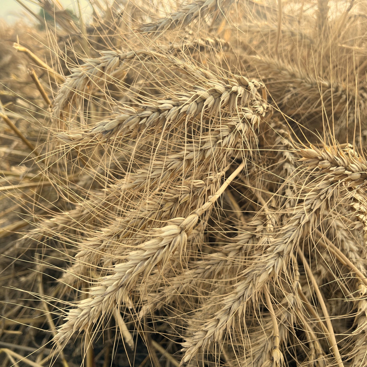 Whole Wheat Floor 10KG Packing